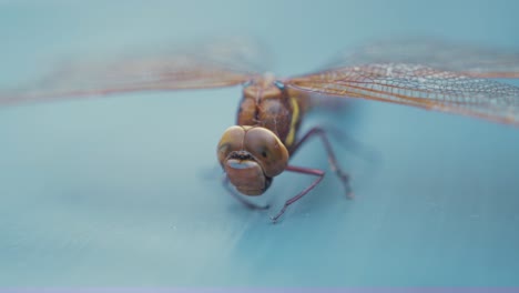 Dragonfly-Aeshna-Grandis-drying-wings