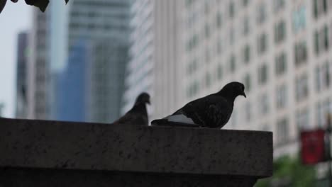 Couple-of-Pigeons-at-Park-in-Urban-New-York-Manhattan-City-Area,-Close-Up-Slomo