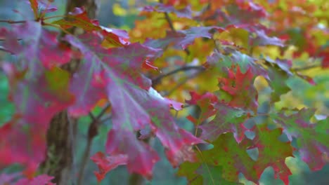 A-rack-focus-of-some-leaves-in-fall