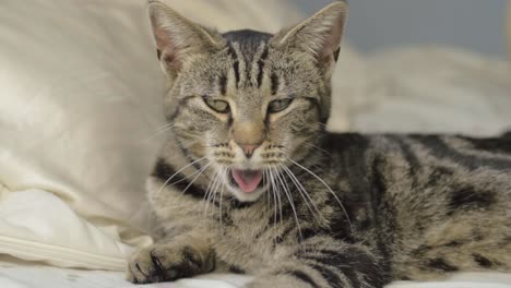Young-striped-tabby-cat-gets-distracted-while-yawning-medium-shot