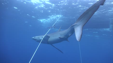 Tiburón-Azul-Cerrando-El-Ojo-Para-Protegerse-Mientras-Pasa-Una-Línea-De-Un-Barco-De-Buceo