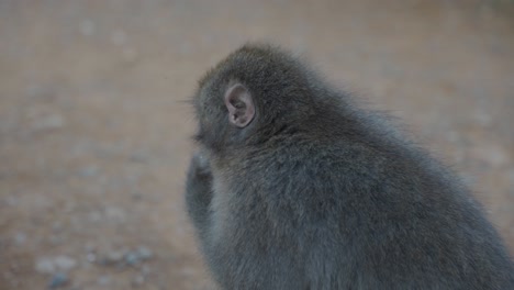 Japanese-Macaque-the-Nihonzaru-eating-Chestnut