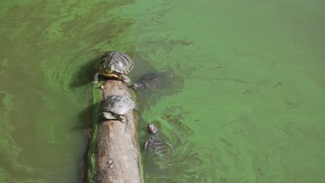 Turtles-Sunbathing-on-Boulder-at-Pond-in-Central-Park,-New-York-USA