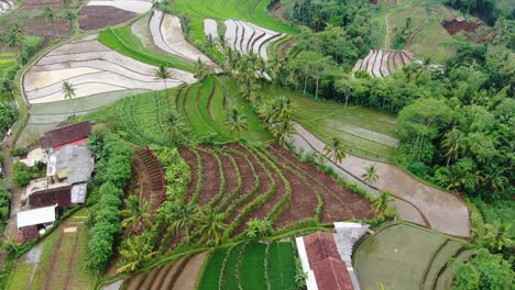 Malerische-Luftaufnahme-Auf-üppig-Grünen-Reisfeldern-In-Windusari,-Indonesien