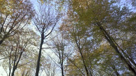 Deciduous-trees-in-autumn,-seasonal-scene,-upward-view