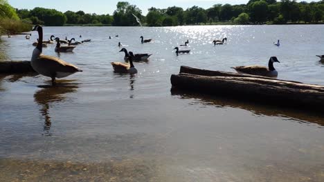 Teich-Im-Richmond-Park-An-Einem-Sonnigen-Sommertag