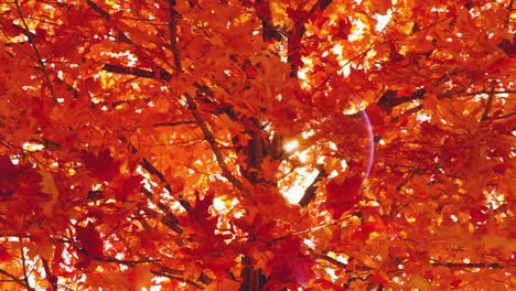 Sun-flares-through-the-vivid-orange-and-red-autumn-leaves-of-a-tall-maple-tree