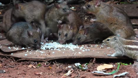 Handheld-shot-of-rats-and-chipmunks-feeding-on-cooked-rice