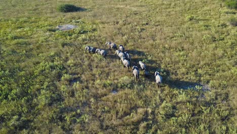 Luftaufnahme,-Elefantenherde,-Die-Zur-Goldenen-Stunde-Durch-Das-Grasland-Botswanas-Spaziert