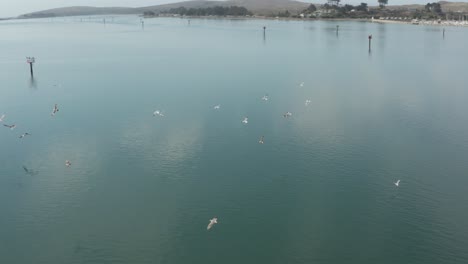 Aerial-video-of-Old-Abandoned-dock-with-birds-flying-past-in-Northern-California-Bodega-Bay