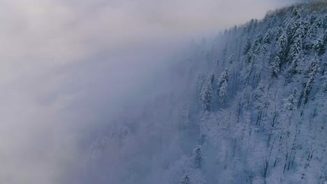 Luftaufnahme-Des-Kiefernwaldes,-Der-Im-Winter-Mit-Schnee-Und-Nebel-Bedeckt-Ist