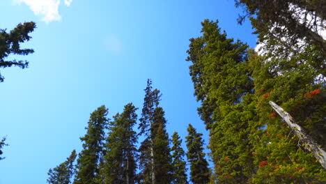 Mirando-Los-árboles-Durante-El-Día-En-El-Parque-Nacional-De-Banff,-Alberta,-Canadá