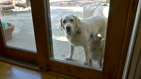 Two-friendly-pet-dogs-begging-to-be-let-inside-through-a-glass-door-in-the-backyard