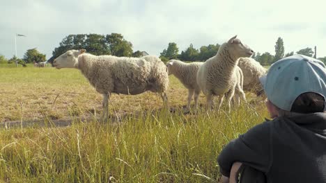 Boy-is-watching-cute-sheep-on-a-field-in-Sweden