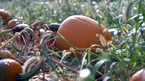 Large-pumpkin-in-a-field-with-the-sun-rising-behind-it,-and-dew-glistening-on-the-orange-skin,-as-dolly-moves-to-the-right