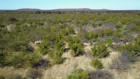 Luftaufnahme-Von-Antilopen-Und-Zebras,-Die-Im-Gänsemarsch-In-Der-Wildnis-Botswanas-Laufen