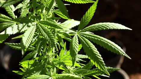 Cerrar-La-Planta-De-Cannabis