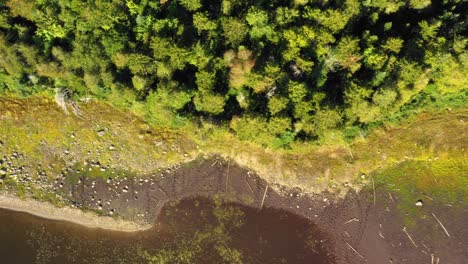 Early-fall-aerial-footage-of-remote-lake-in-northern-Maine-sliding-right-along-grassy-shoreline-TOP-DOWN