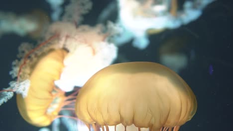 Slow-motion-of-Singapore-Yellow-Jellyfish-or-sea-nettle-swimming-in-a-smack-at-the-SEA-Aquarium-Singapore