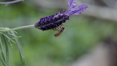 Eine-Honigbiene-Auf-Lavendel-In-Zeitlupe