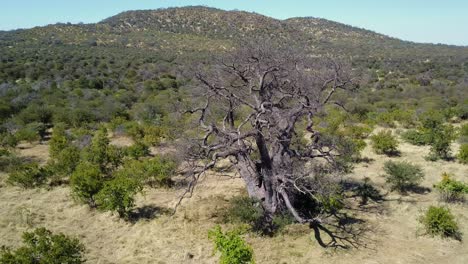 Baobab-tree-in-green-bush-land-with-hills-in-Africa,-Aerial-Spinning-Shot