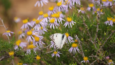 Brown-Veined-White-Butterfly-probes-Daisies-for-sweet-nectar-to-eat