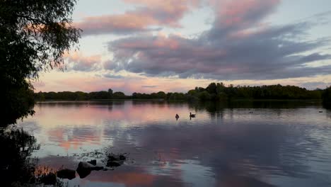 Statische-Aufnahme-Von-Enten,-Die-Bei-Sonnenuntergang-Auf-Einem-See-Schwimmen