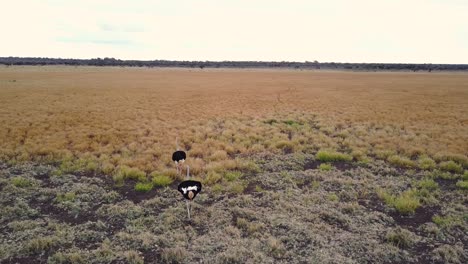 Ostriches-wandering-through-golden-grasslands-during-drought-in-Botswana,-Aerial