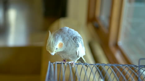Pet-cockatiel-parakeet-standing-on-top-of-its-cage-looking-curiously-at-the-camera