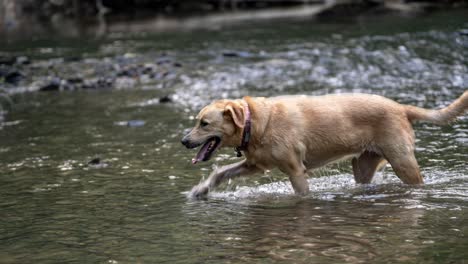 Cinemagraph-of-a-golden-lab-retriever-in-a-river-with-the-motion-of-the-water