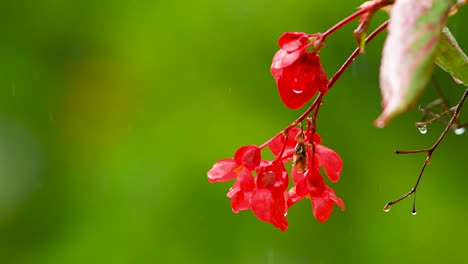 Rote-Impatiens-Blume-Auf-Grünem-Hintergrund-Im-Regen,-Rote-Balkonblumen,-Hintergrund-Unscharf,-Regentropfen-Fallen-Auf-Blütenblätter-Und-Spritzer-überall