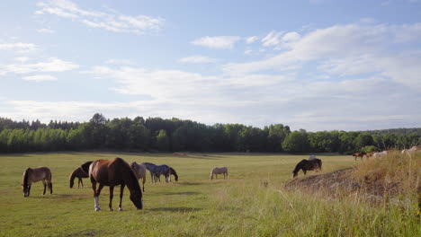 Static-shot-of-brown-horses,-on-a-farm,-in-the-countryside-of-Tyreso,-Sweden