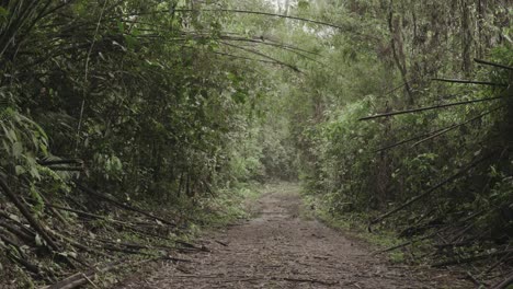 trail-rainforest-brazil-4k