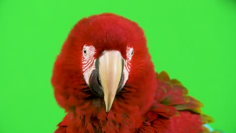 Red-Macaw-parrot-with-fluffed-up-head-feathers-looks-at-camera-and-shakes-its-head-no,-in-disagreement