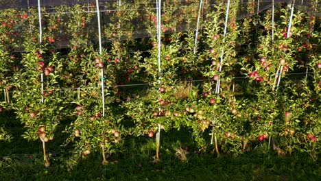 Apfelplantage,-Obstgarten-Mit-Hagelnetz-Zum-Schutz,-Schwenk-Von-Der-Seite,-Gelesene-Äpfel-Am-Baum-Im-Sonnenaufgang,-Obstbau,-Pflanzenschutzbetrieb