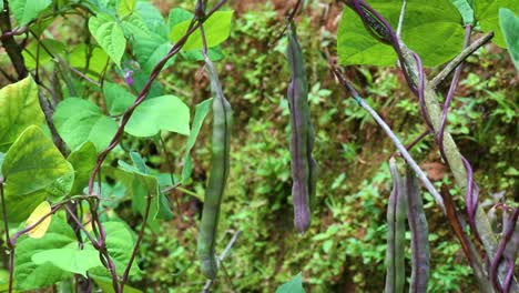 Asian-beans-growing-on-deep-green-vines
