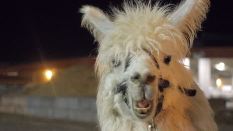 Petting-a-llama-chewing-at-night