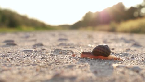Slow-snail-crossing-a-path-at-sunset-macro