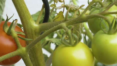 Pan-shot-of-homegrown-tomatoes-in-front-of-a-white-backdrop