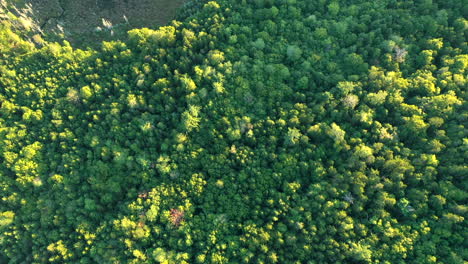 Aerial-drone-shot-straight-down-over-the-thick-green-forest-trees-of-the-Maine-wilderness