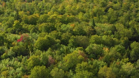 Luftaufnahmen-Eines-Abgelegenen-Waldes-Im-Norden-Von-Maine,-Der-Sich-über-Einem-Bergrücken-Erhebt-Und-Dessen-Blätter-Sich-Zu-Verändern-Beginnen