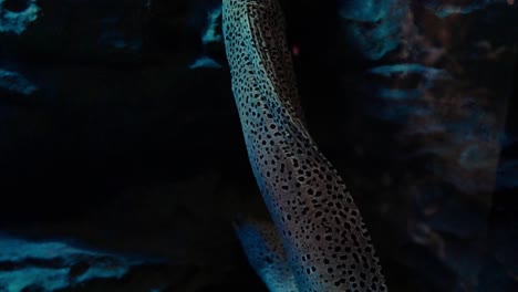 Spotted-Moray-eel-swimming-up-a-rock