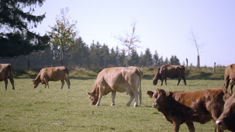 Rebaño-De-Vacas-Pastando
