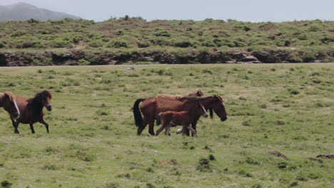 Foal-catching-up-with-its-herd-on-plain-in-slow-motion