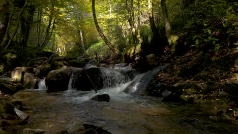 Close-of-a-crystalline-stream-running-through-the-green-forest-in-daylight-at-Bistriski-Vintgar-Slovenia