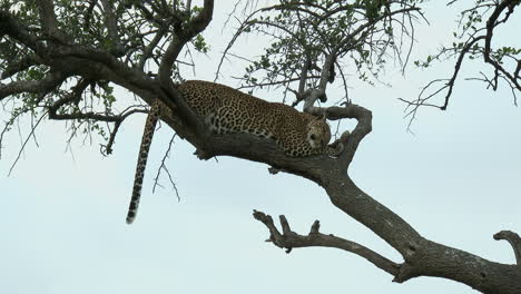 Leopard-sleeping-on-a-branch,-during-sunset,-Maasai-Mara,-Kenya