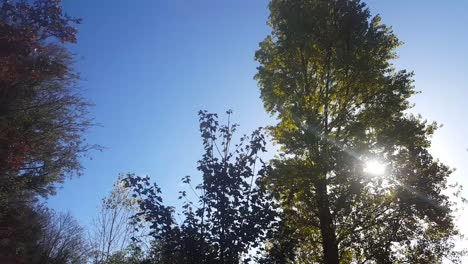 Trees-in-the-wind-with-the-sun-behind
