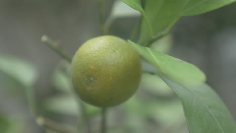 Kumquats,-Kumquats-Glücksfrucht-In-Der-Chinesischen-Kultur