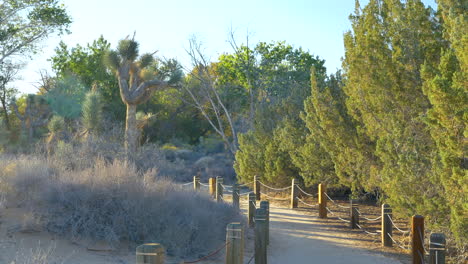 Looking-along-a-desert-walking-path-in-a-nature-preserve-with-Joshua-Trees,-and-desert-habitat-during-morning-golden-hour-in-the-Antelope-Valley,-California