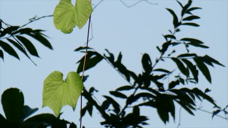 grape-vine-leaf-.